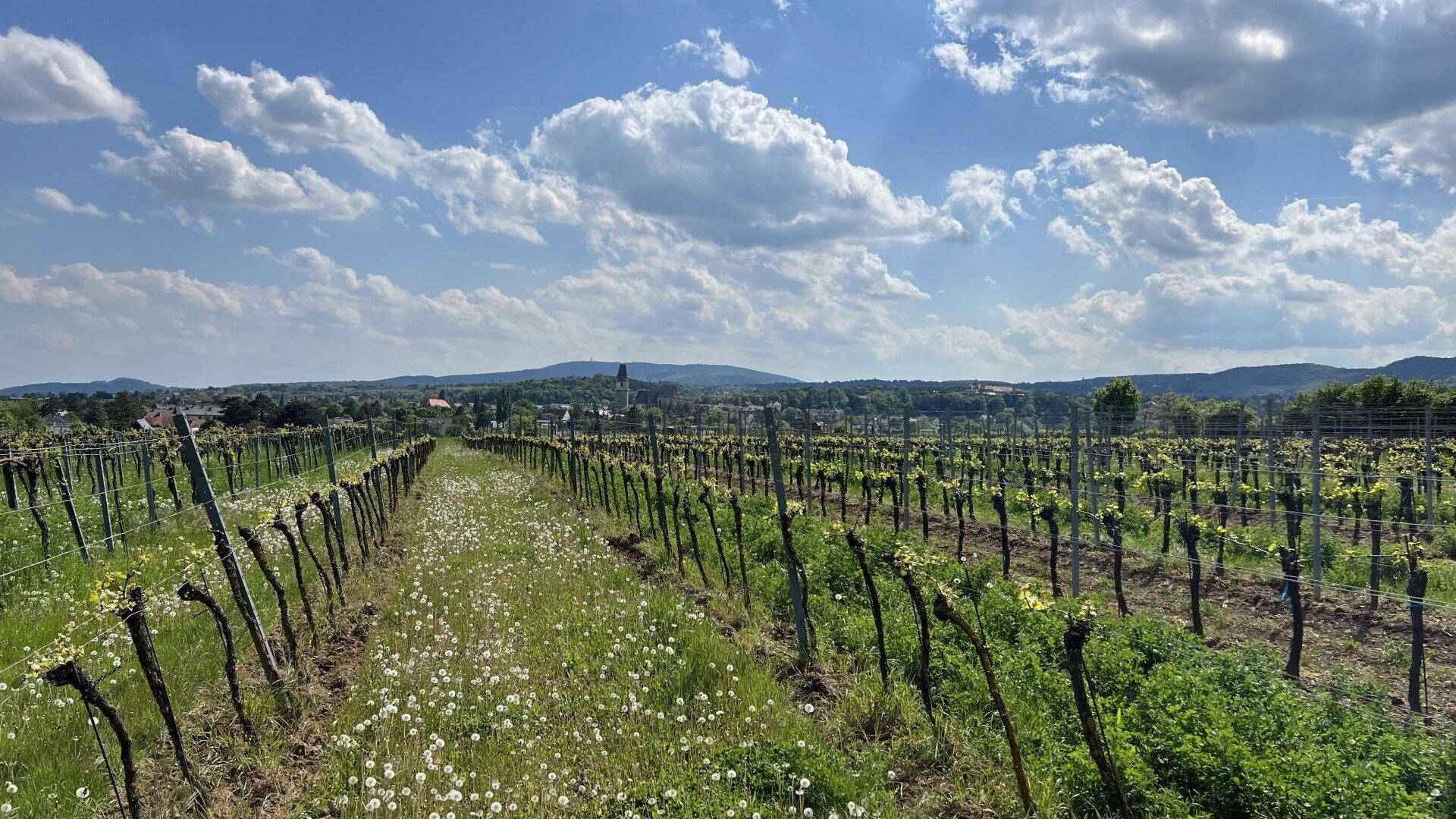 Endlose Reihen von Weinreben erstrecken sich in die Ferne mit einem Dorf am Horizont.