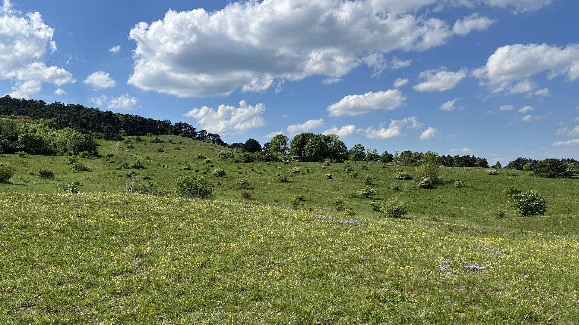 Weite grüne Wiesen und sanfte Hügel unter einem strahlend blauen Himmel mit weißen Wolken.