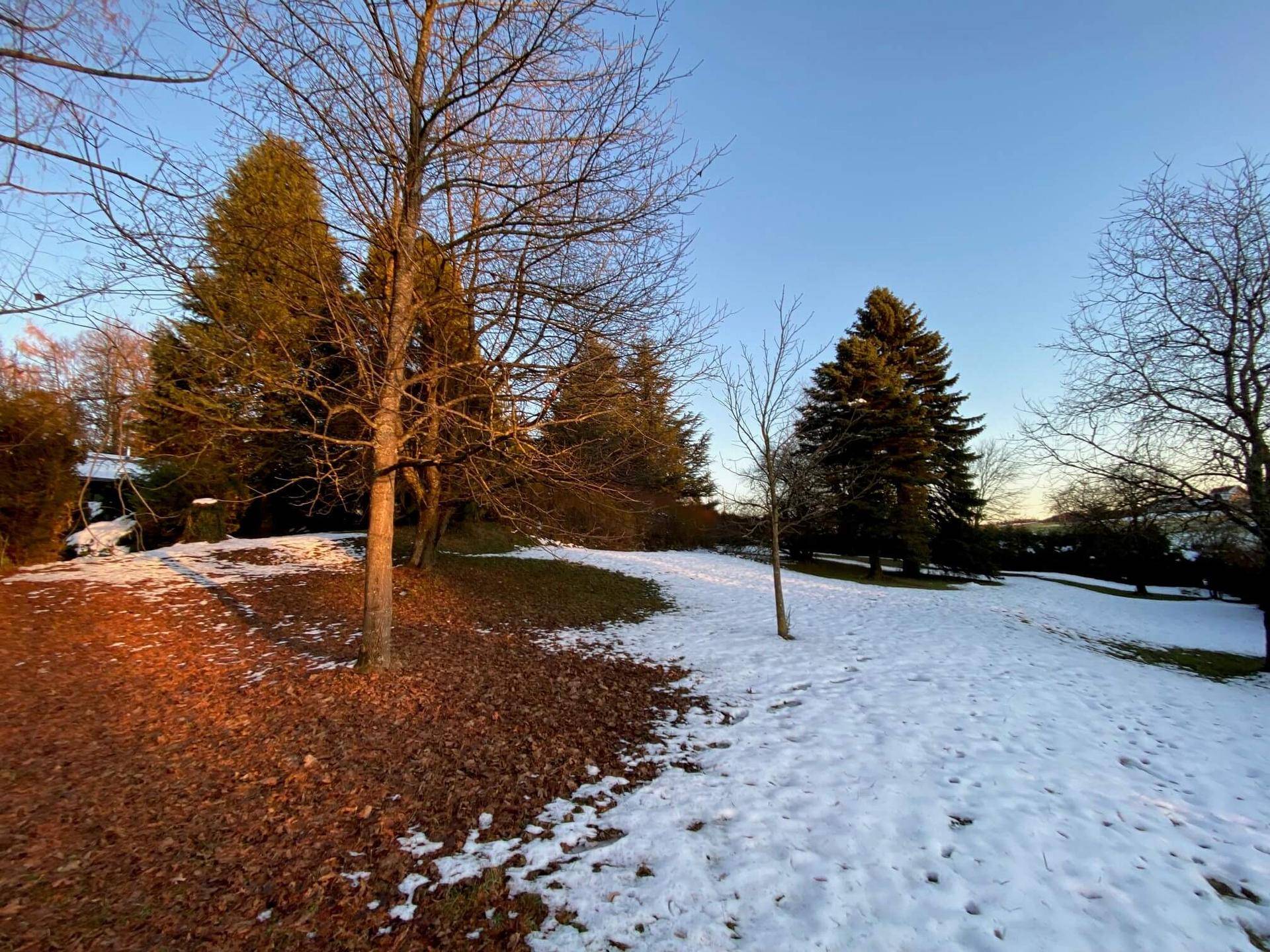 Verschneiter Gartenbereich mit Bäumen und herbstlichem Laub im warmen Abendlicht.