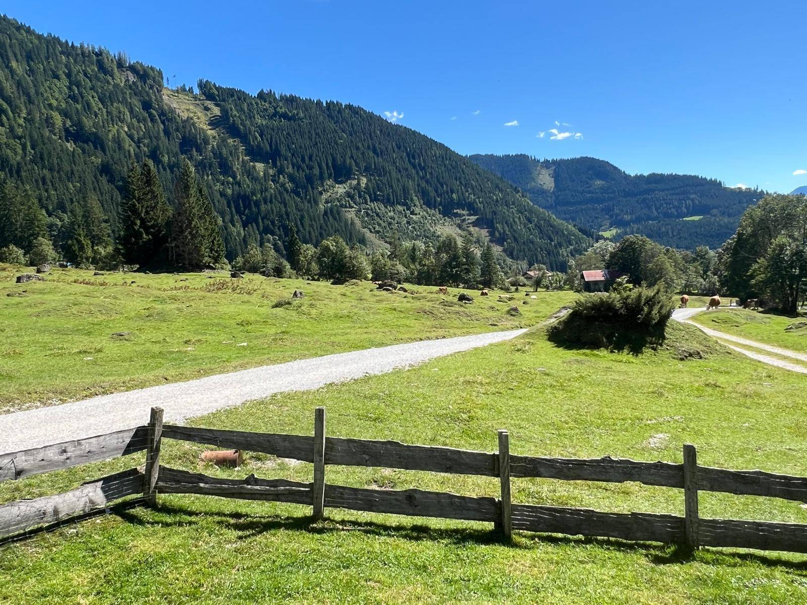 Weitläufige grüne Wiesen mit einem Feldweg und Kühen vor einer beeindruckenden Bergkulisse.