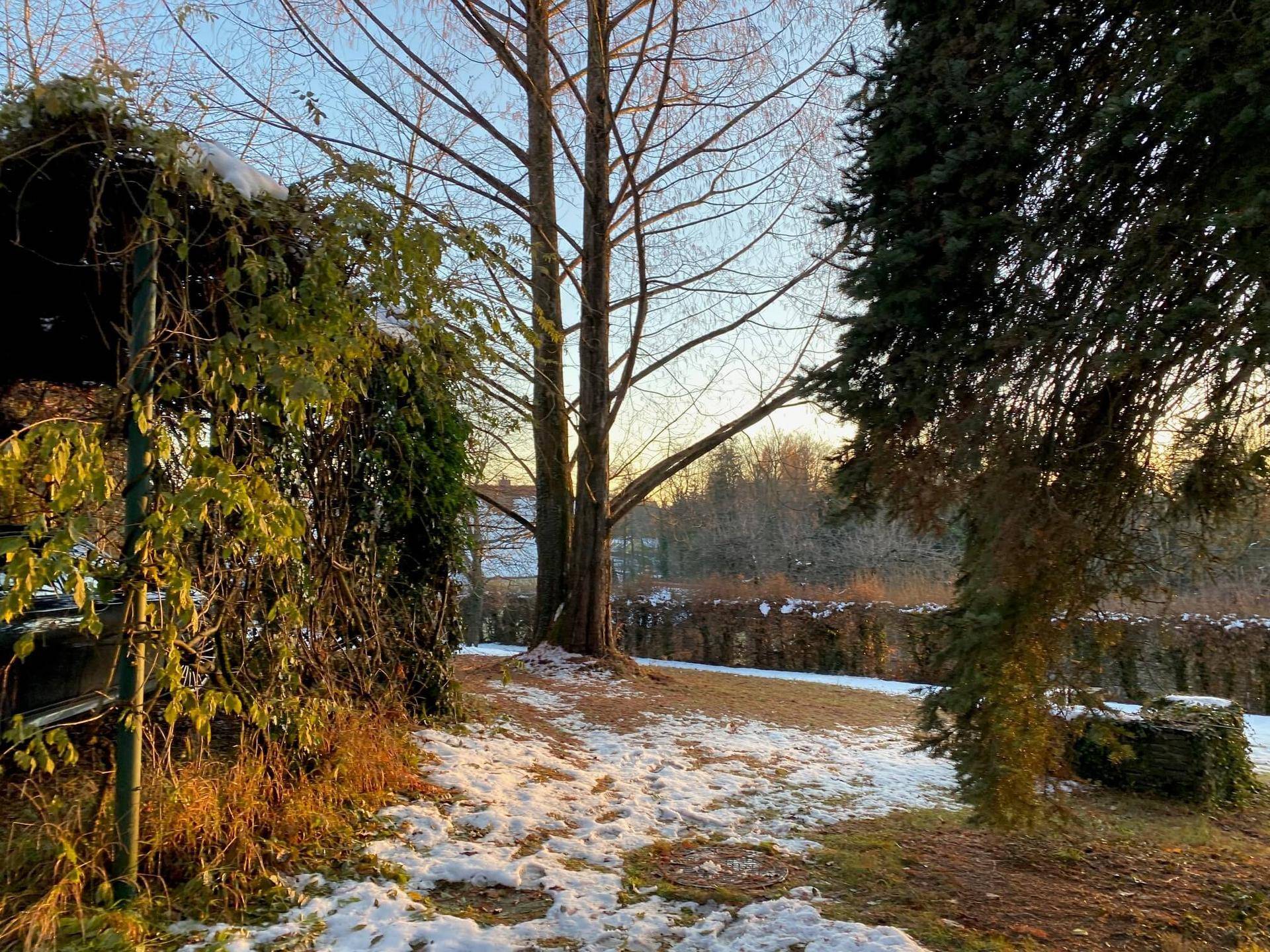 Gartenbereich mit Bäumen, Hecke und leichtem Schneefall in der Abendsonne.