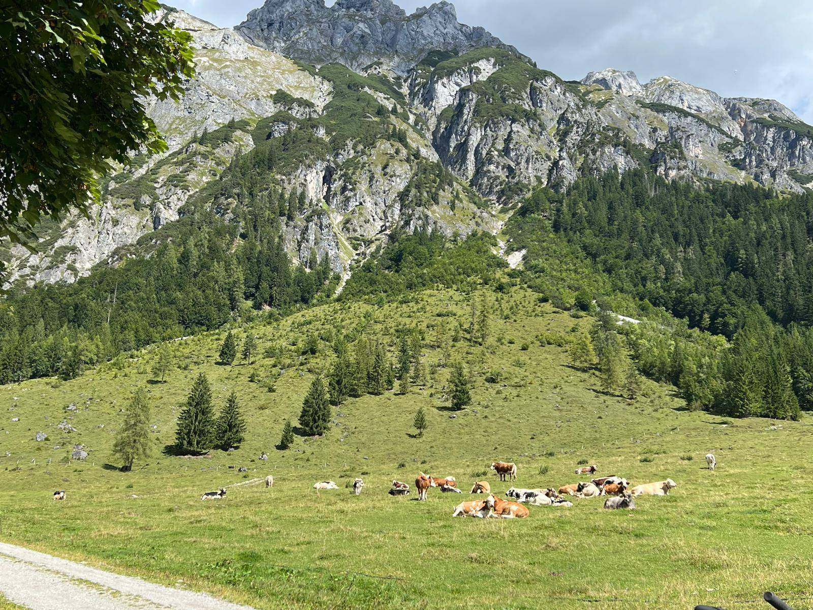 Kühe ruhen auf einer weitläufigen grünen Almwiese am Fuße eines imposanten Berges unter blauem Himmel.