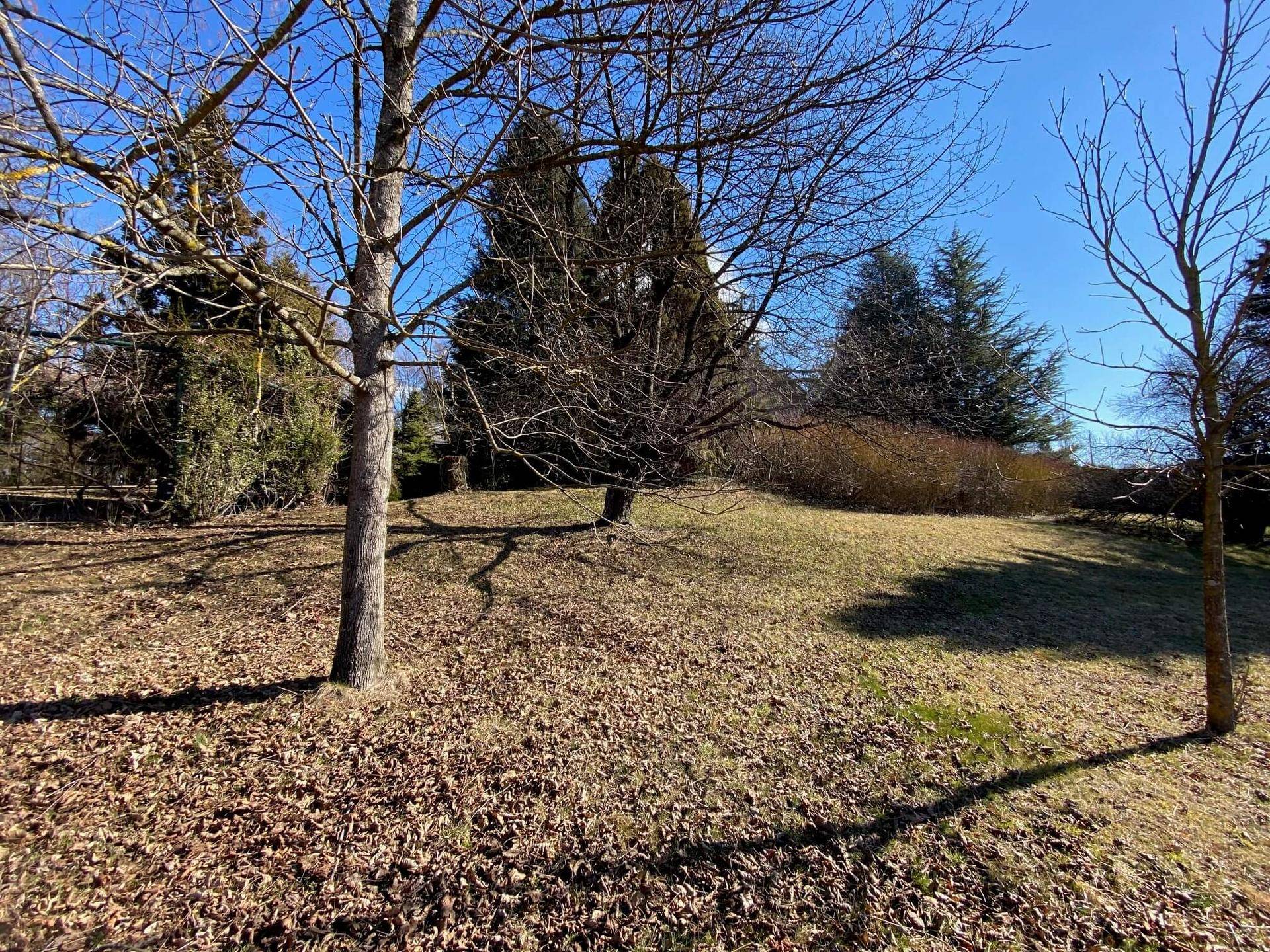 Sonniger Gartenbereich mit kahlen Bäumen und grünen Nadelbäumen unter blauem Himmel.