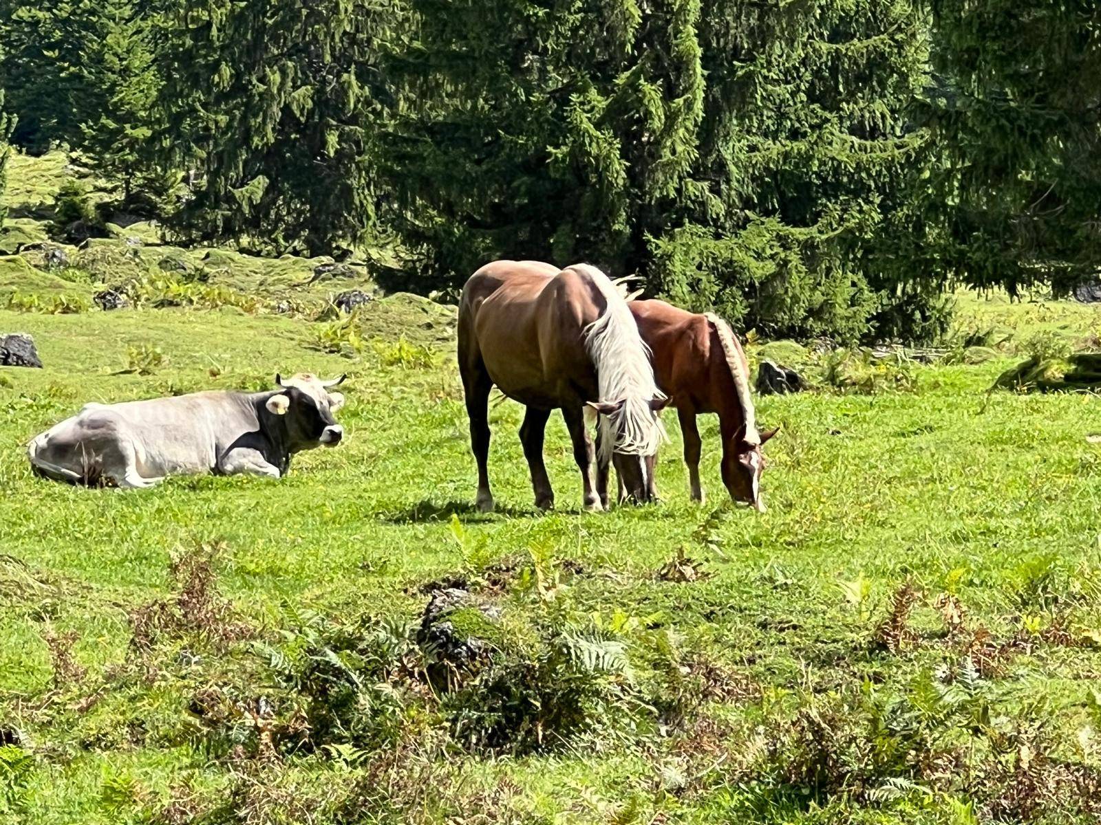 Pferde und eine Kuh grasen friedlich auf einer sonnigen, grünen Wiese vor einem Waldrand.