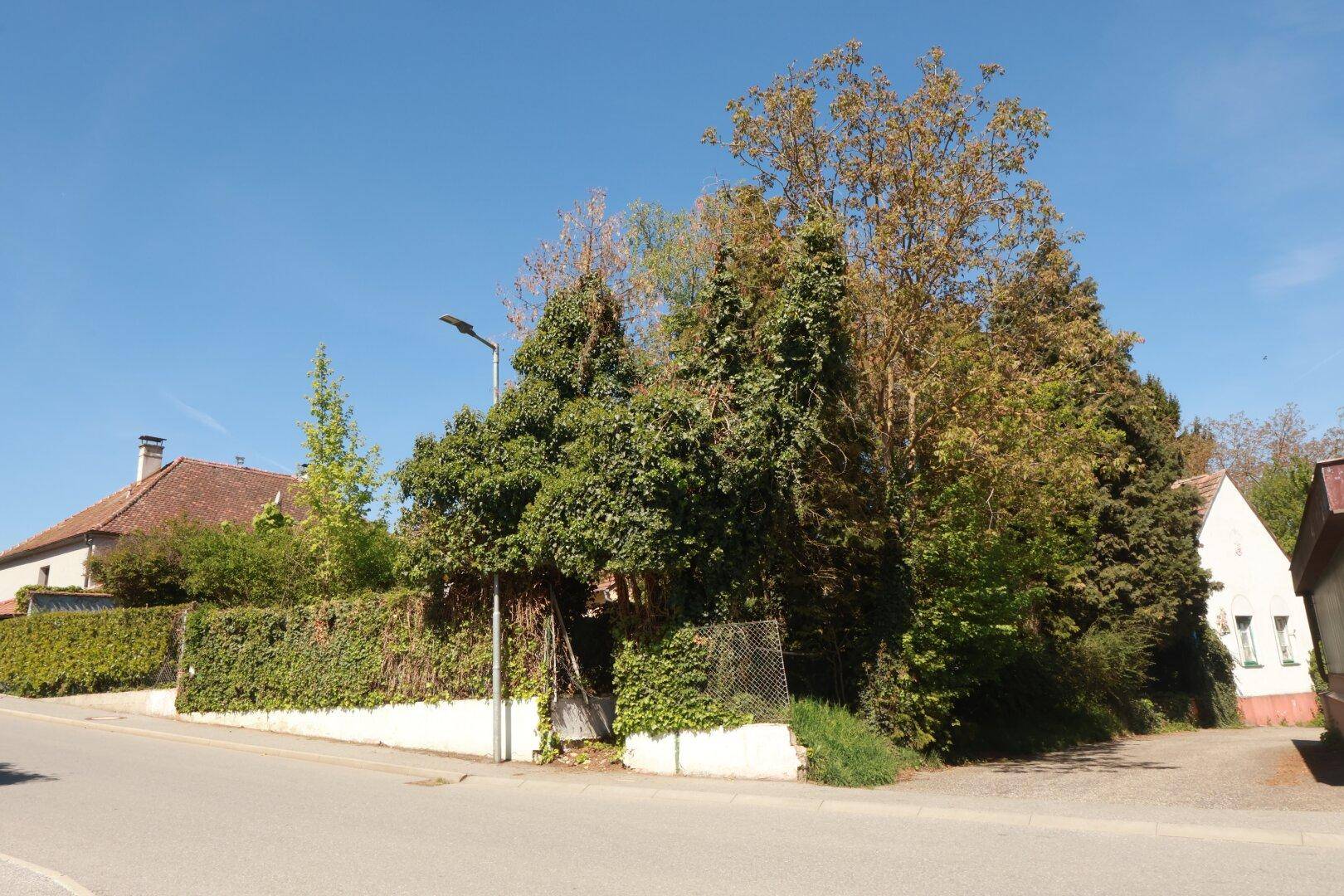 Blick auf die Straße und die von Bäumen und einer dichten Hecke umgebene Grundstücksgrenze.