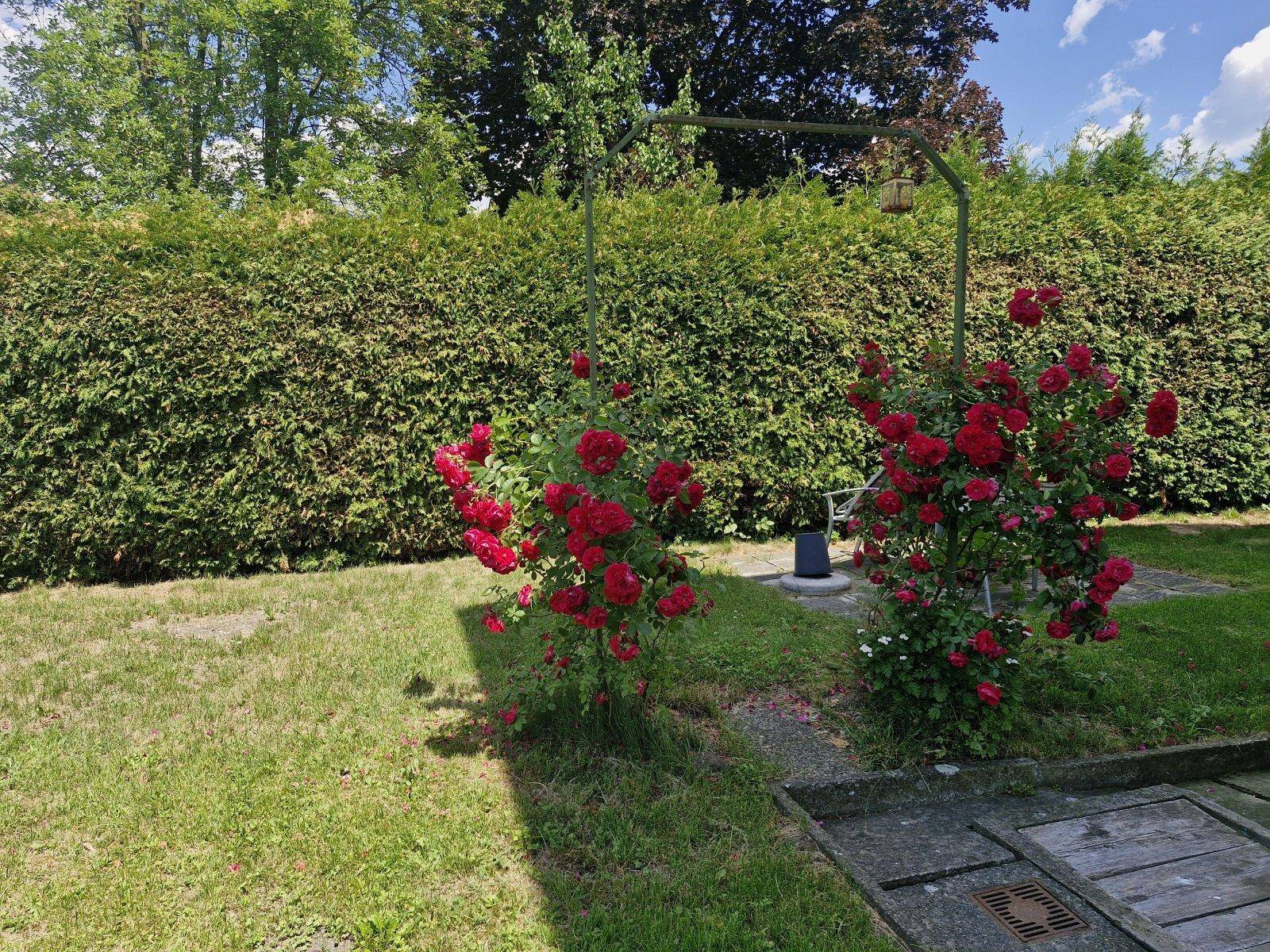 Zwei blühende Rosensträucher im Garten vor einer dichten Hecke an einem sonnigen Tag.