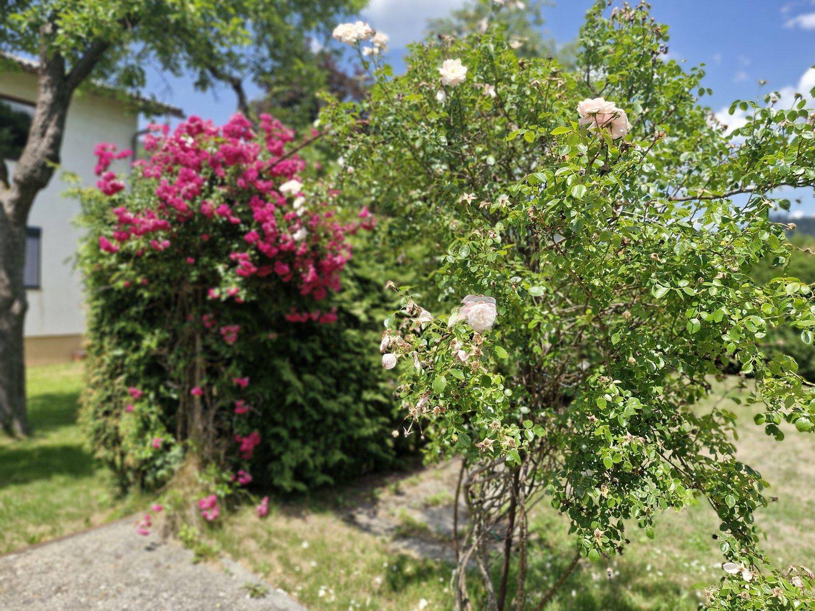 Verschiedene Rosensträucher in voller Blüte im sonnigen Gartenbereich vor einem Haus.