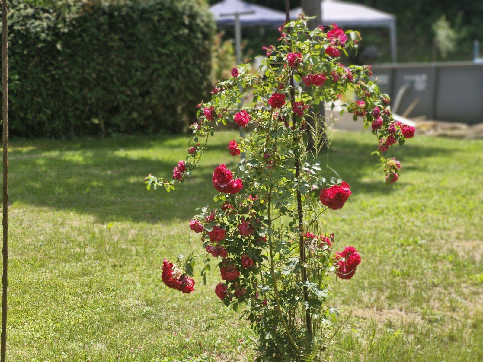 Nahaufnahme einer blühenden roten Rose im gepflegten Gartenbereich an einem sonnigen Tag.