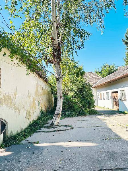 Alter Hofweg mit einem hohen Baum und verwitterten Gebäudewänden unter blauem Himmel.
