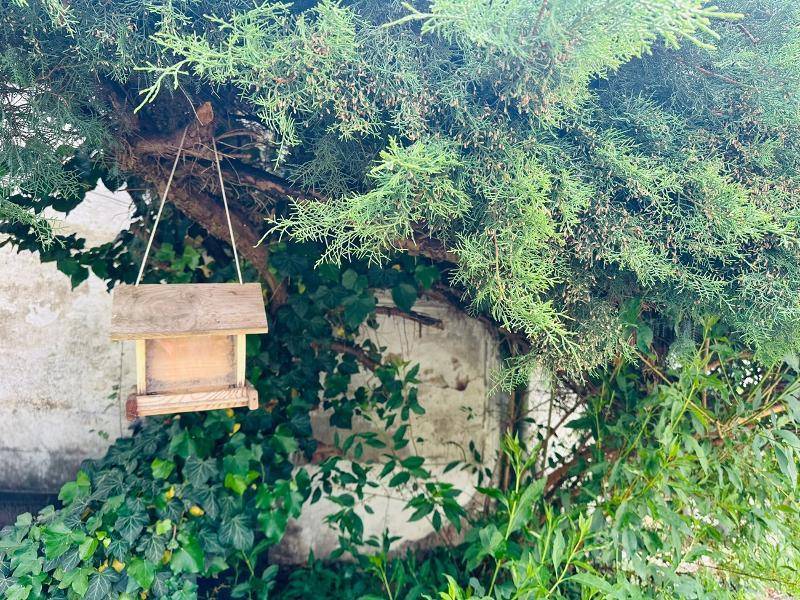 Vogelhäuschen hängt an einem Baum, umgeben von dichtem Grün und Efeu.
