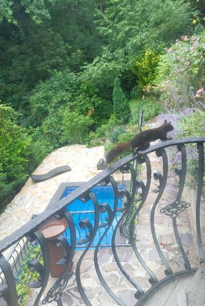 Eichhörnchen auf dem Balkongeländer mit Blick auf den Pool und die grüne Umgebung.