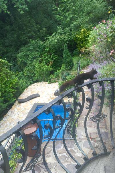Eichhörnchen auf dem Balkongeländer mit Blick auf den Pool und die grüne Umgebung.