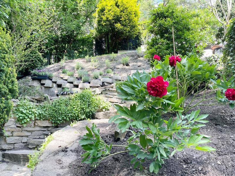 Terrassierter Gartenbereich mit blühenden Pfingstrosen und Steinmauern.