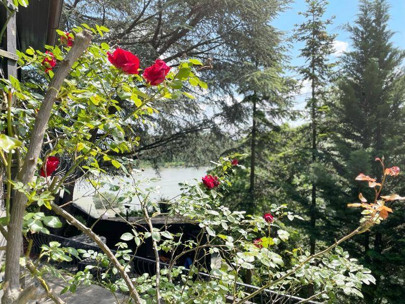 Blühende rote Rosen mit einem malerischen Blick auf den See und die umliegenden Bäume.