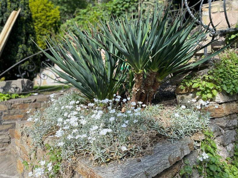Detailaufnahme von Yucca-Pflanzen und kleinen weißen Blüten in einem Steingarten.