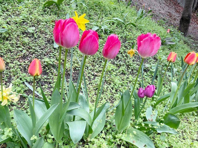 Farbenfrohe Tulpen und Narzissen blühen in einem frühlingshaften Garten mit üppigem Grün.