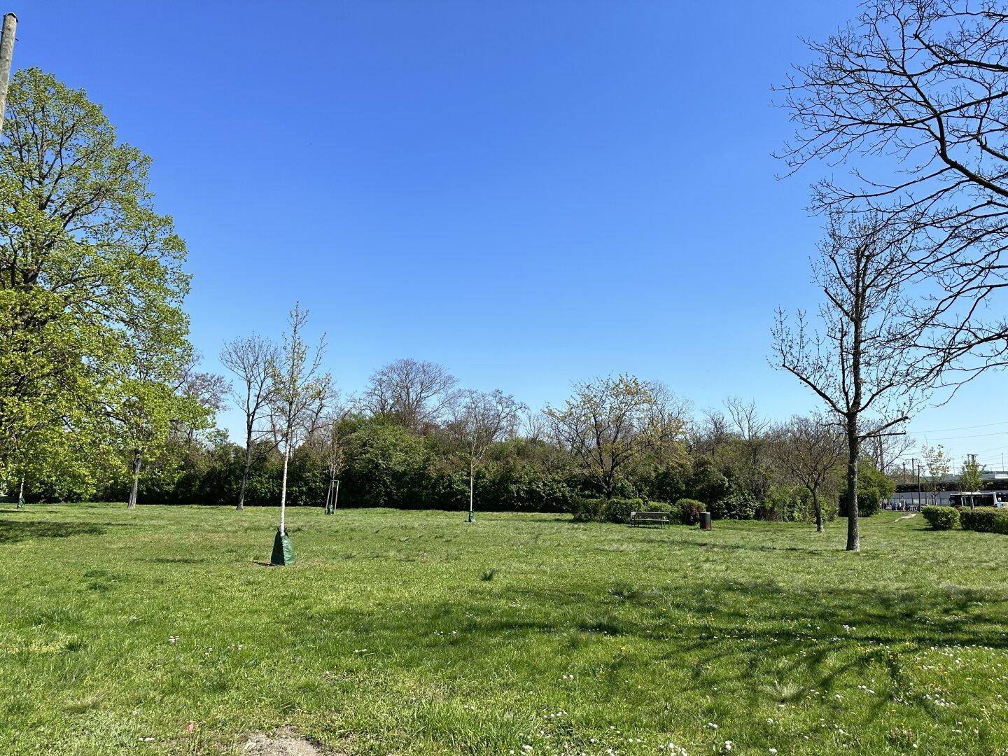Weitläufige grüne Wiese mit vereinzelten Bäumen unter einem strahlend blauen Frühlingshimmel.