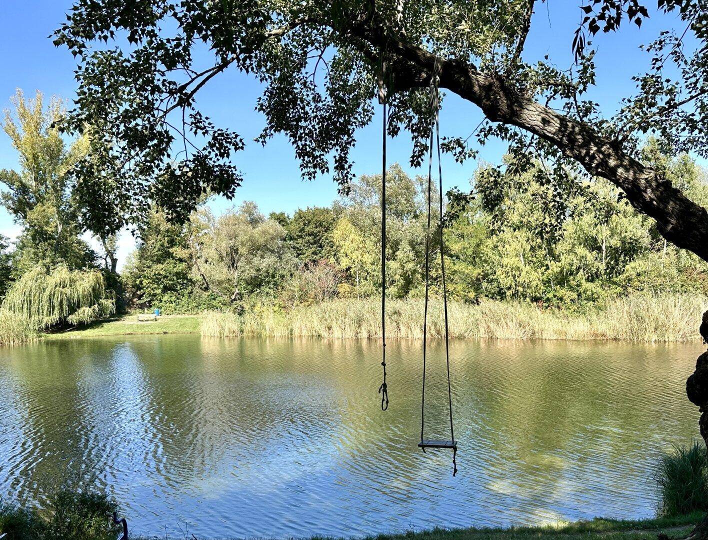 Malerischer See mit Schaukel unter einem Baum und üppiger Ufervegetation im Hintergrund.