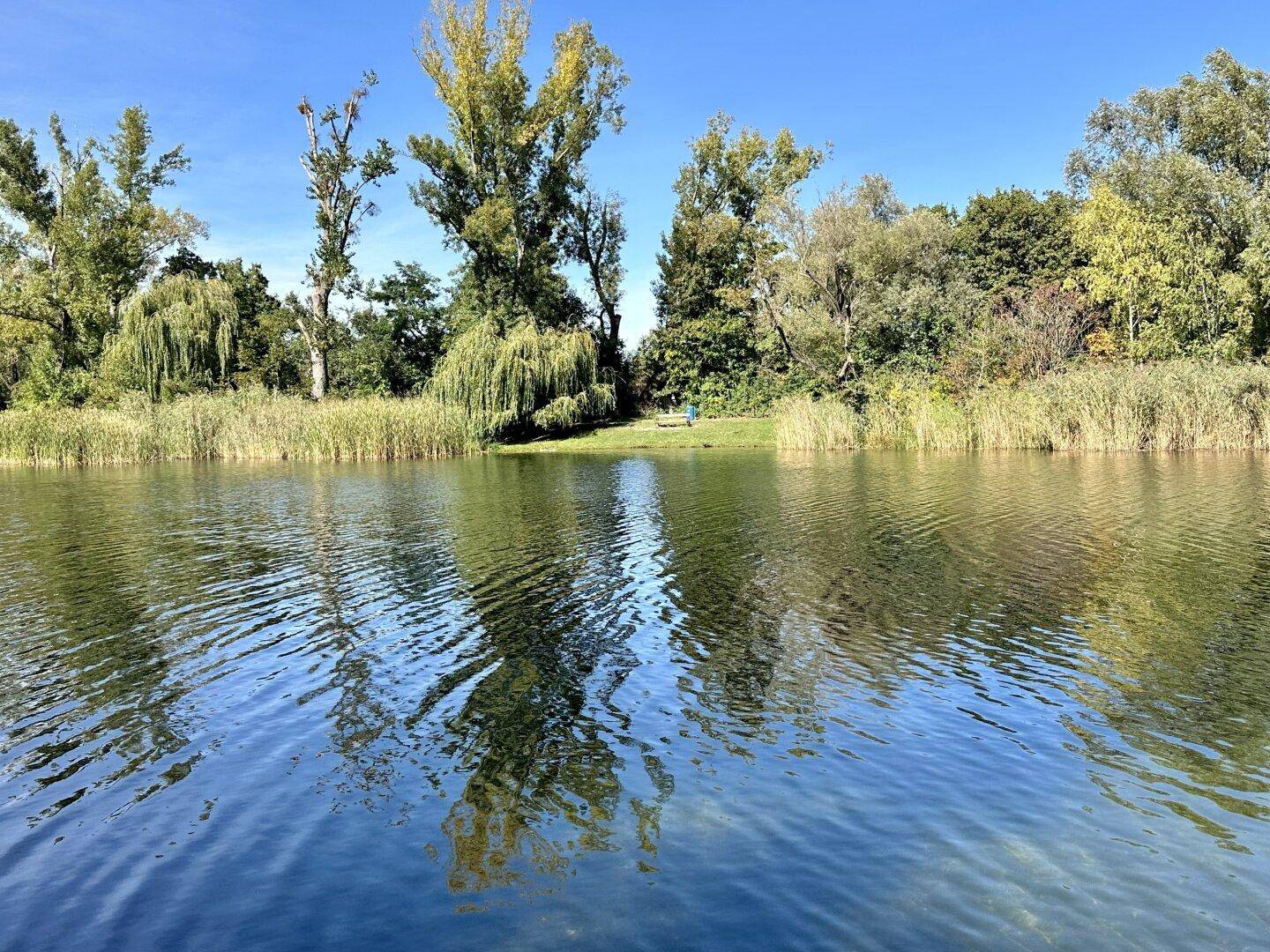 Ruhiger See umgeben von Bäumen und Schilf, mit klarem Wasser unter blauem Himmel.