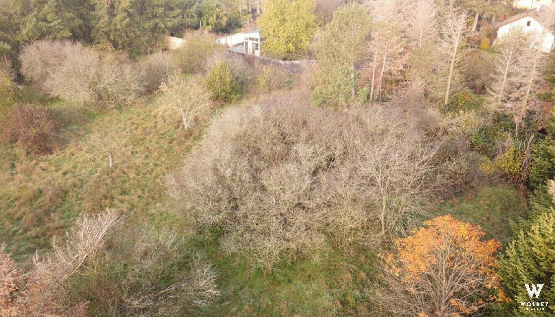 Naturbelassenes, dicht bewachsenes Grundstück aus der Vogelperspektive mit verschiedenen Baum- und Straucharten.