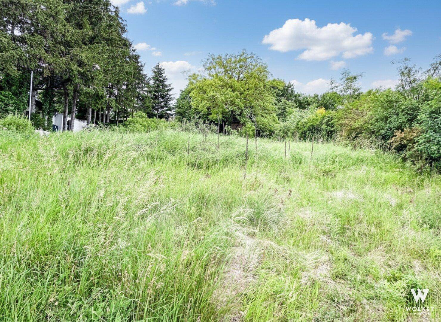 Weitläufige, naturbelassene Wiese mit hohem Gras und umgebenden Bäumen unter blauem Himmel.