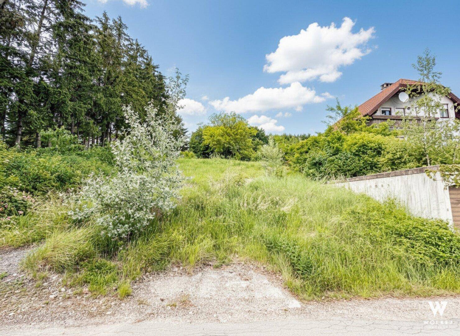 Verwildertes Grundstück mit hohem Gras, einem jungen Baum und Blick auf die Umgebung.