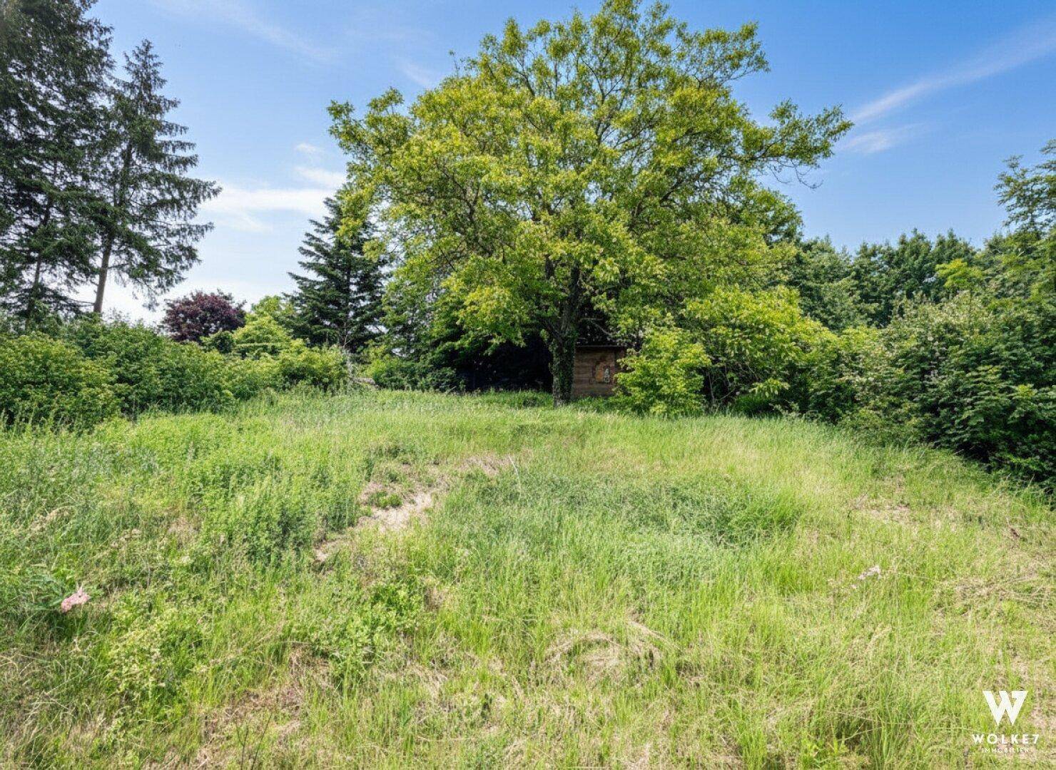 Naturbelassene Wiese mit hohem Gras und einem großen, alten Baum im Mittelpunkt.