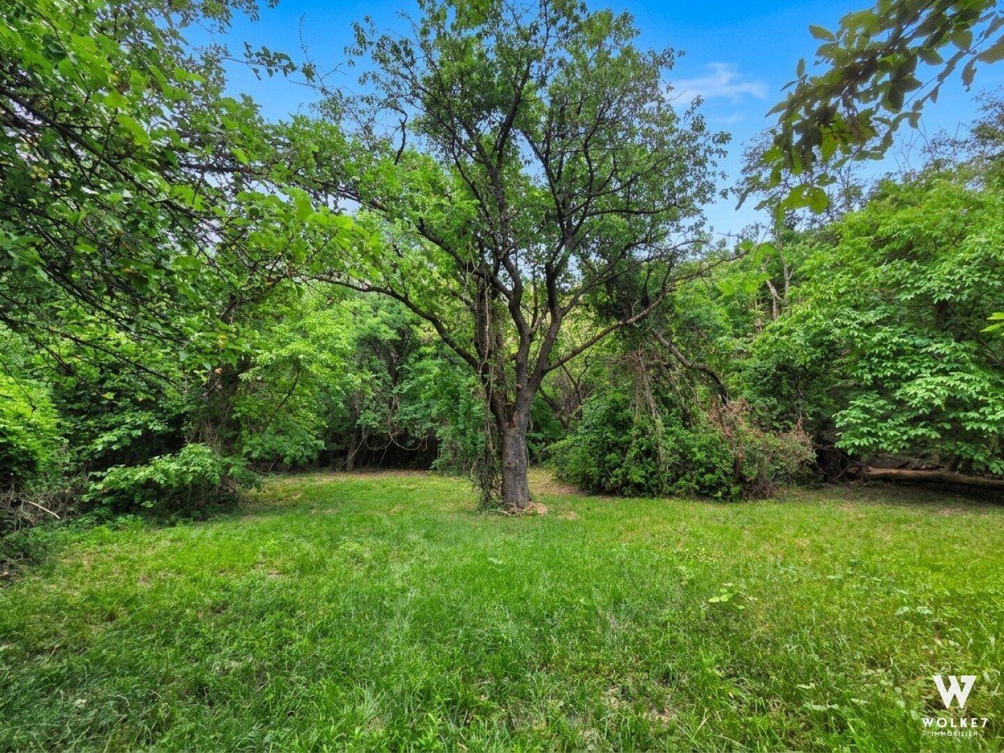 Grüne Lichtung in einem dichten Wald mit einem großen Baum in der Mitte unter hellem Himmel.