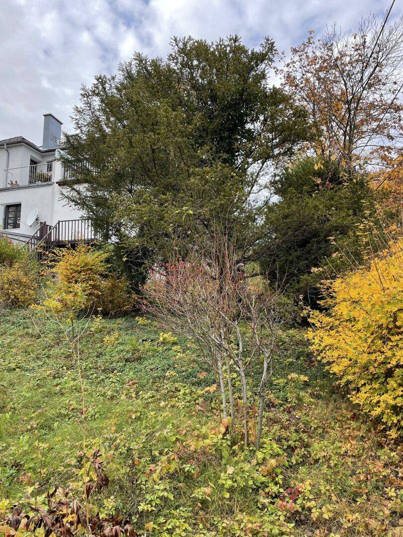 Gartenbereich hinter dem Haus mit üppiger Vegetation und Blick auf die oberen Balkone.