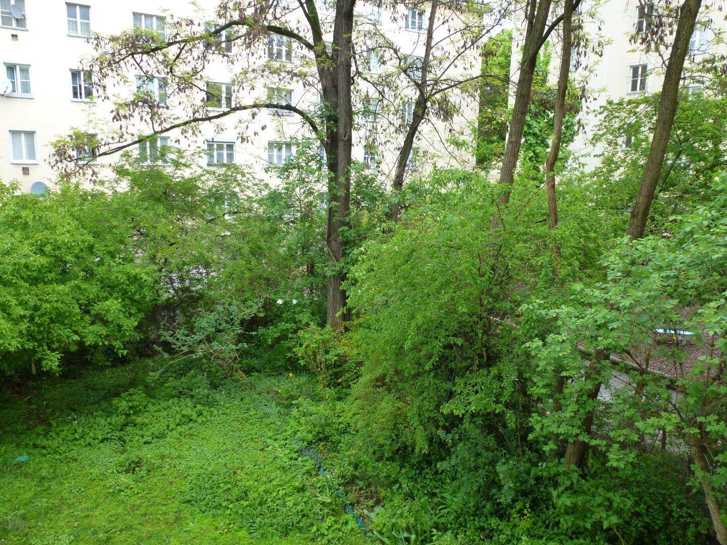 Blick auf einen dicht bewachsenen Garten mit hohen Bäumen und angrenzendem Gebäude.