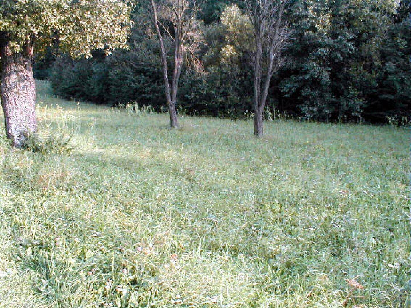 Natürliche Grünfläche mit hohen Bäumen und dichter Vegetation im ländlichen Gebiet.
