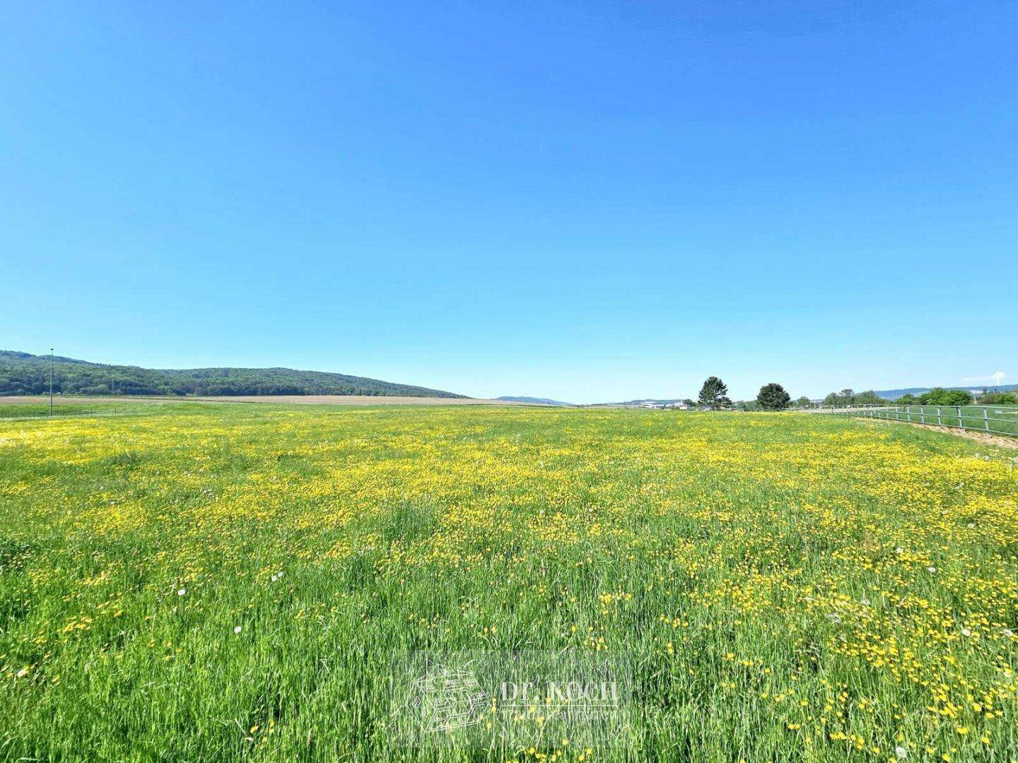 Weitläufige Wiesenlandschaft mit gelben Blumen unter einem klaren blauen Himmel, ideal für Naturliebhaber.