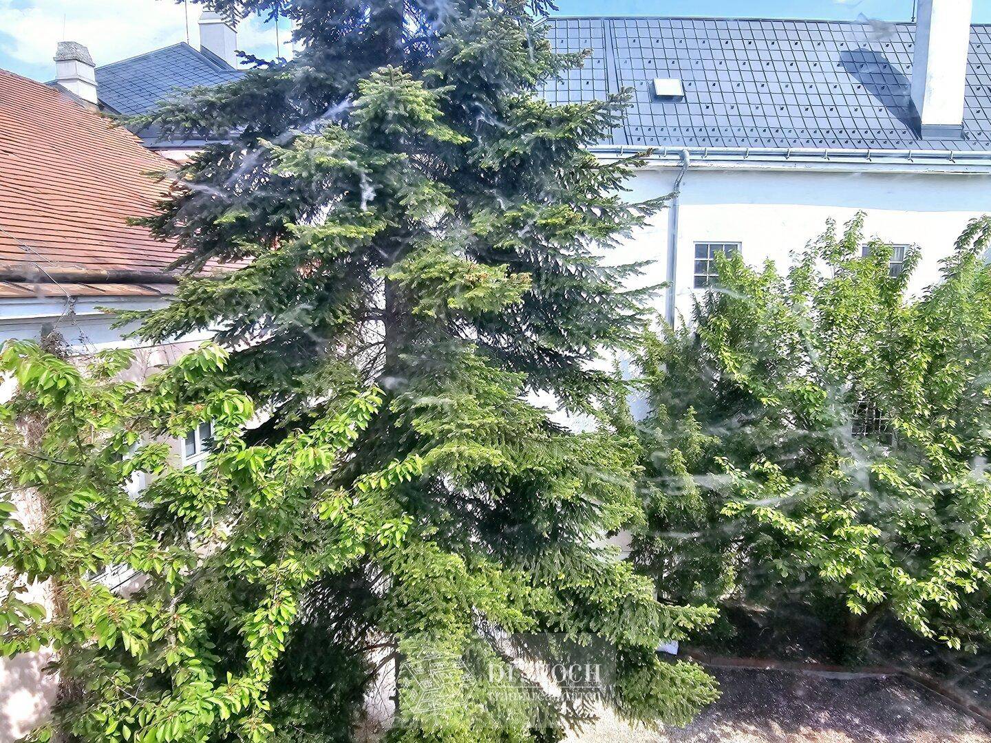 Ausblick auf dichte grüne Bäume mit Dächern und Gebäuden im Hintergrund.