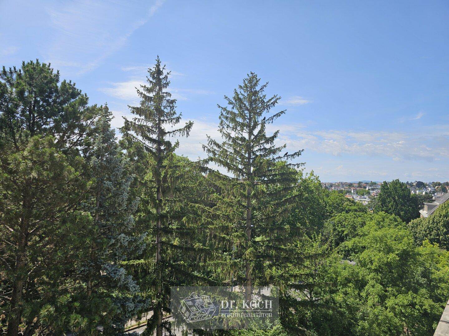 Blick auf hohe Nadelbäume und eine grüne Umgebung unter einem klaren blauen Himmel.
