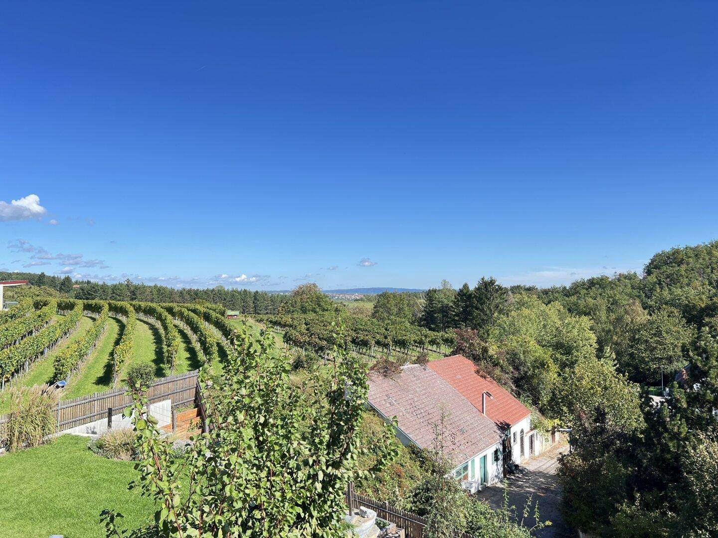 Weitläufiger Blick über grüne Weinberge und traditionelle Häuser unter strahlend blauem Himmel.