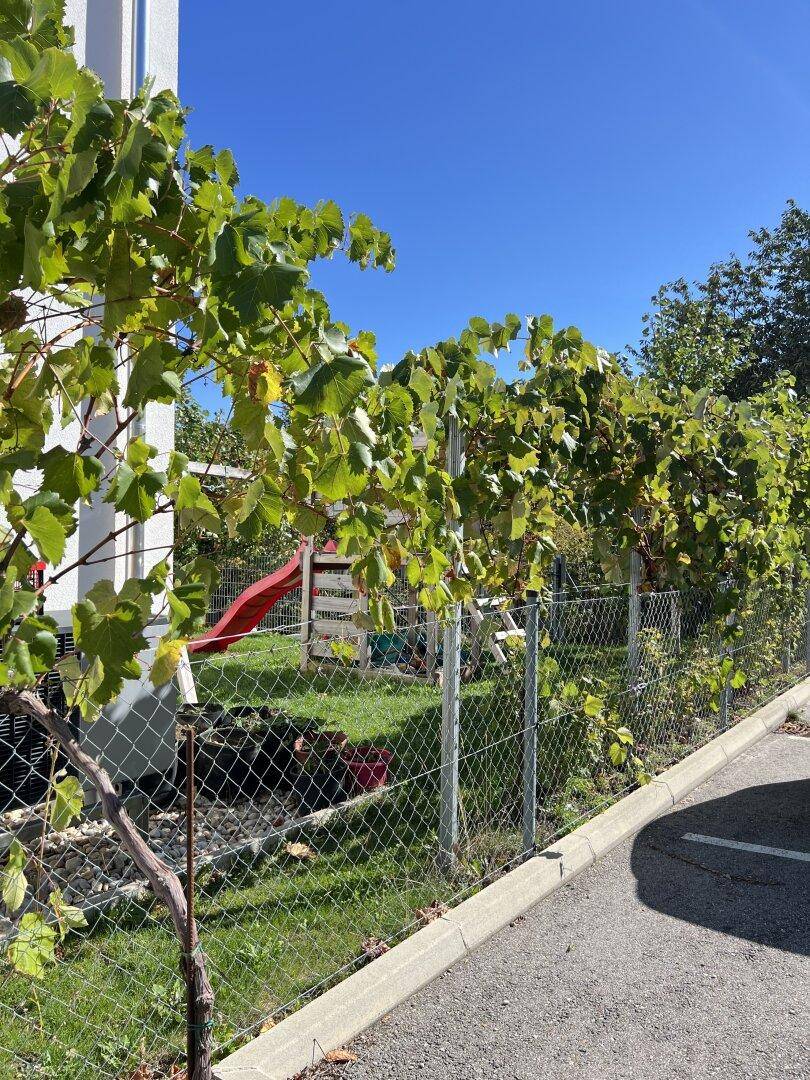 Gartenbereich mit einem kleinen Spielplatz und Weinreben entlang des Zauns.