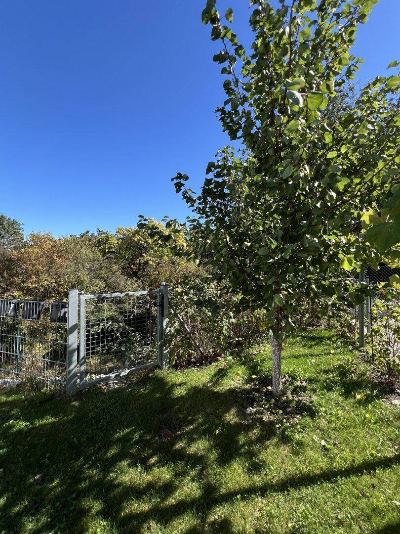 Grüner Gartenbereich mit einem jungen Baum und einem Zaun im Hintergrund unter blauem Himmel.