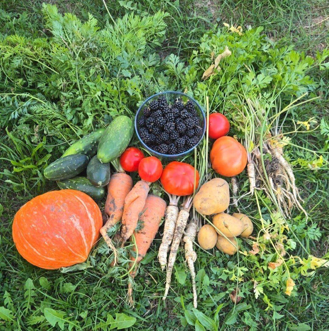 Frisch geerntet aus dem eigenen Garten