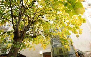Baum mit gelben Blättern vor einem Gebäude mit modernem Glasaufzug.