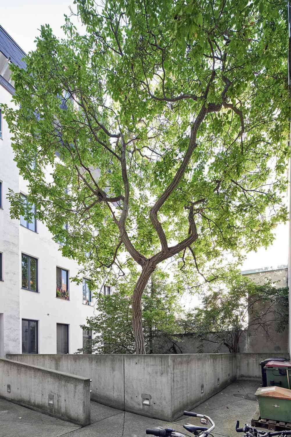Großer Baum im Innenhof, umgeben von Gebäuden und Betonmauern.