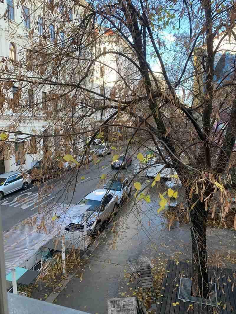 Blick aus dem Fenster auf eine belebte Straße mit parkenden Autos und Bäumen im Herbstlaub.