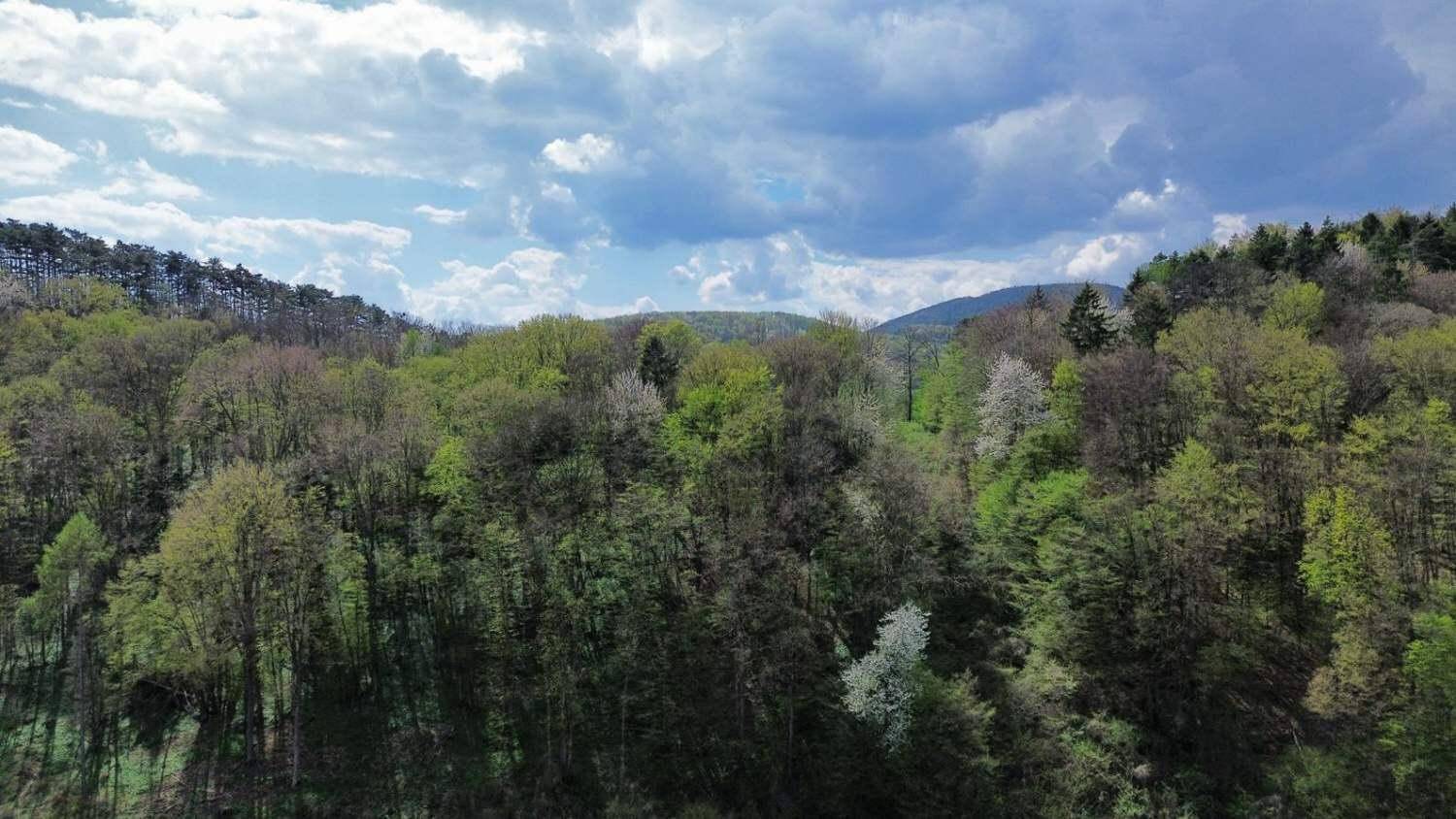 Nahaufnahme eines dichten Waldes an Berghängen mit verschiedenen Grüntönen und üppiger Vegetation.