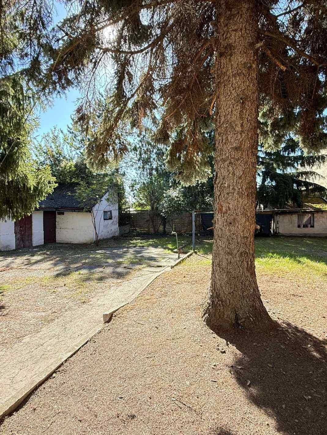 Gartenbereich mit einem Pfad, altem Baum und einem kleinen Schuppen im Hintergrund.