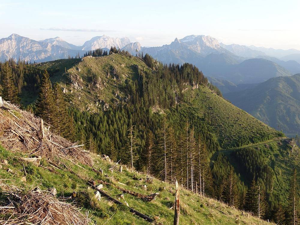Grüne Berglandschaft mit Wäldern, Baumstümpfen und schneebedeckten Gipfeln in der Ferne.
