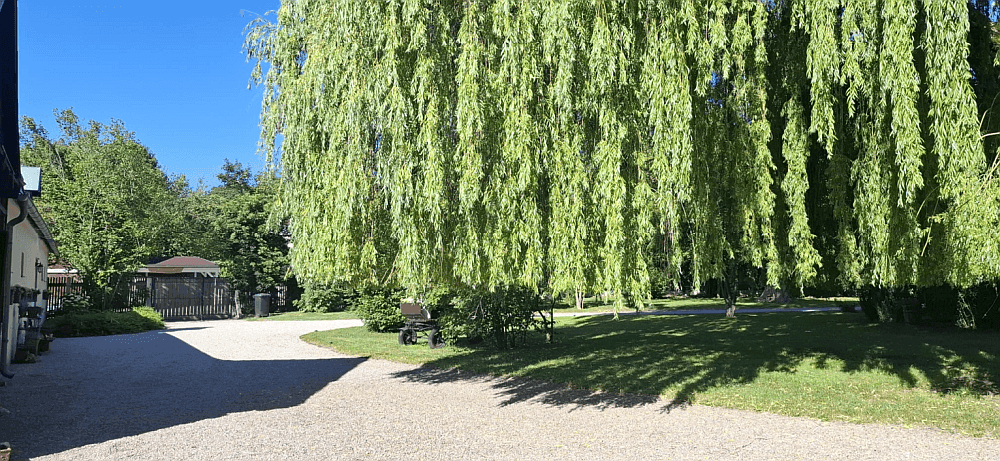 Geschwungener Kiesweg unter einem großen Weidenbaum, der zu weiteren Bereichen des Anwesens führt.