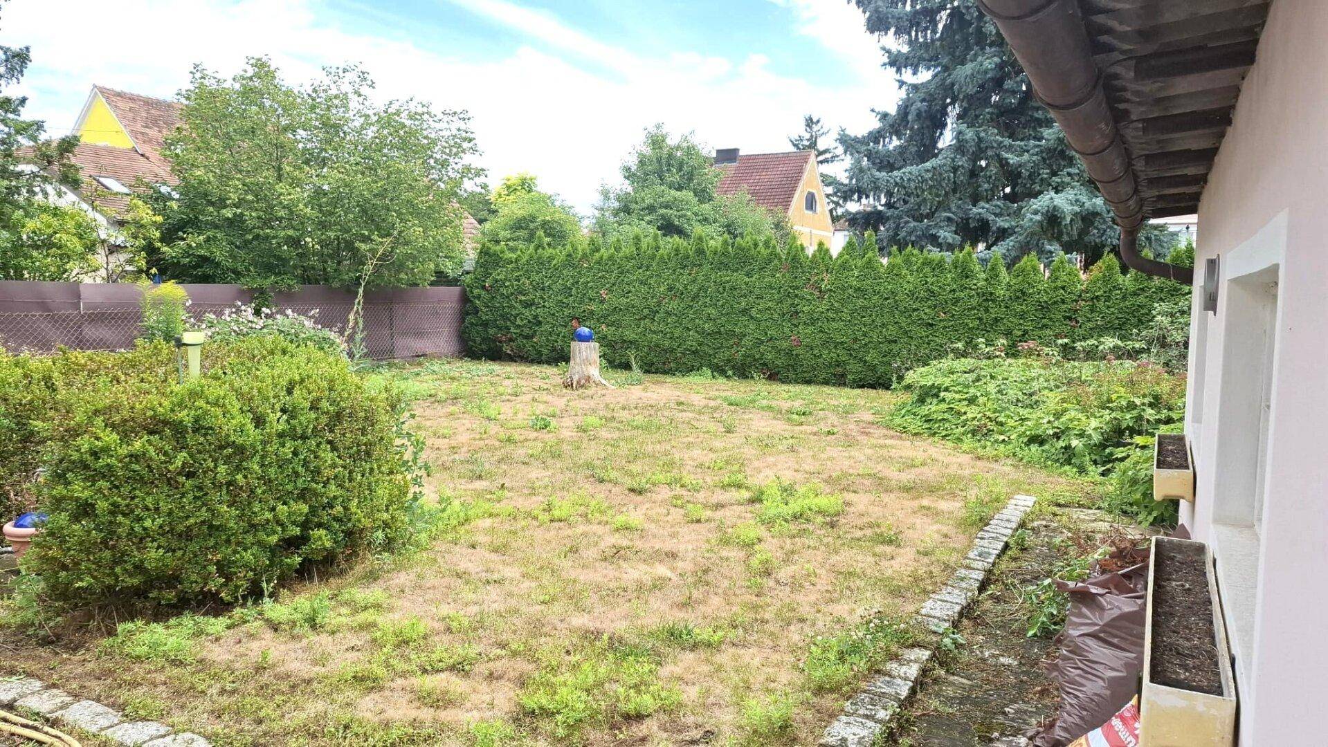 Hinterhof mit Rasenfläche, Sträuchern und einer hohen Hecke im Hintergrund.