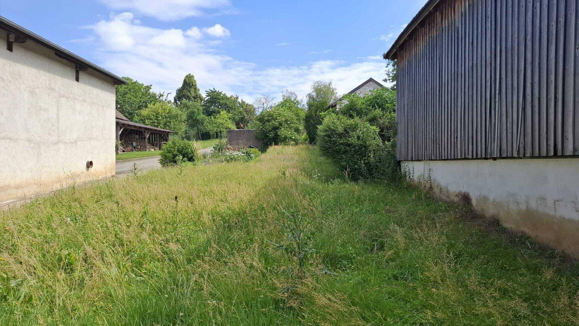 Überwachsenes Gartengrundstück zwischen zwei Gebäuden mit viel Grün und Baumbestand unter blauem Himmel.