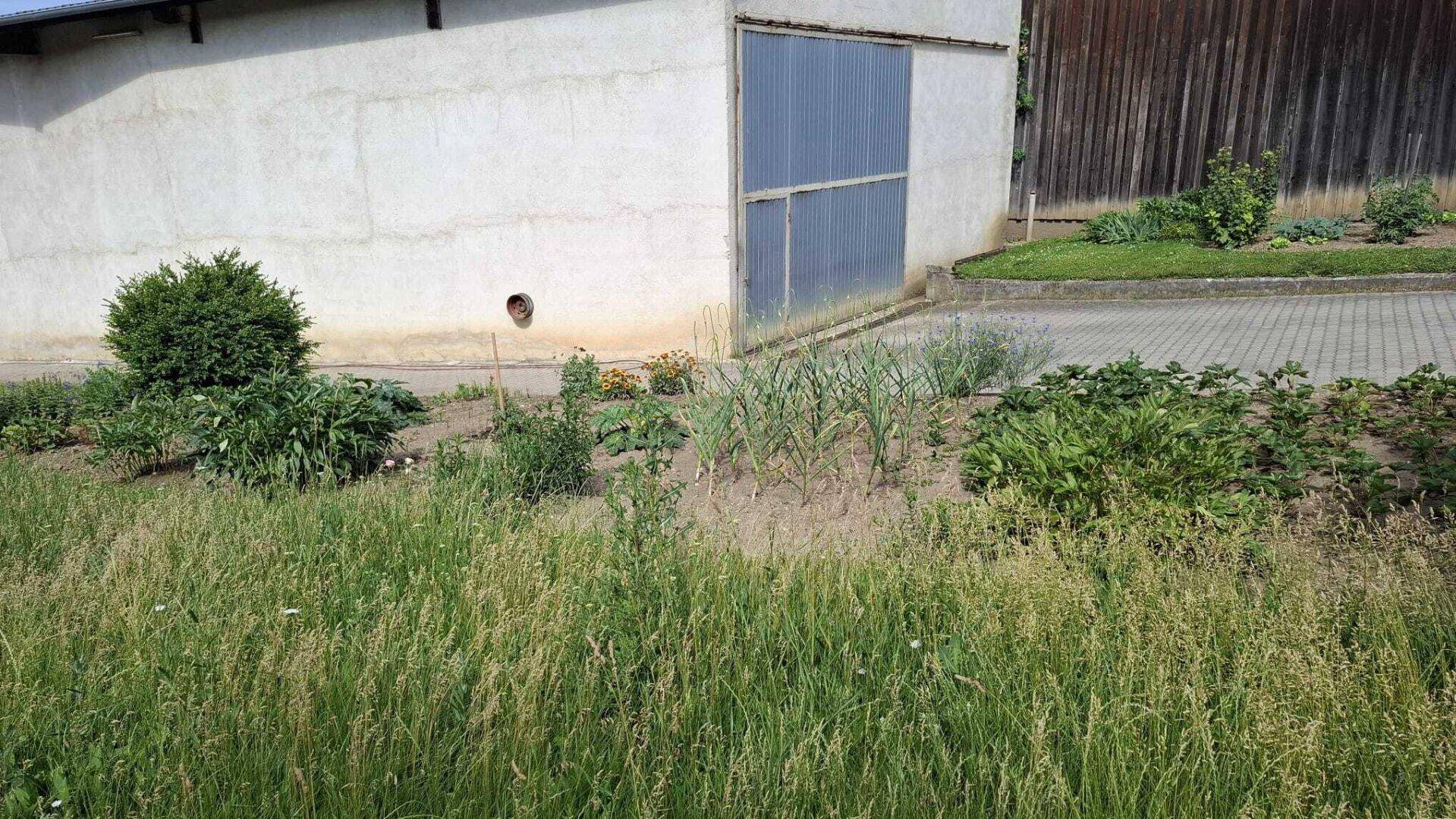 Überwachsenes Gartengrundstück mit Anbauflächen neben einem Gebäude und gepflastertem Bereich.