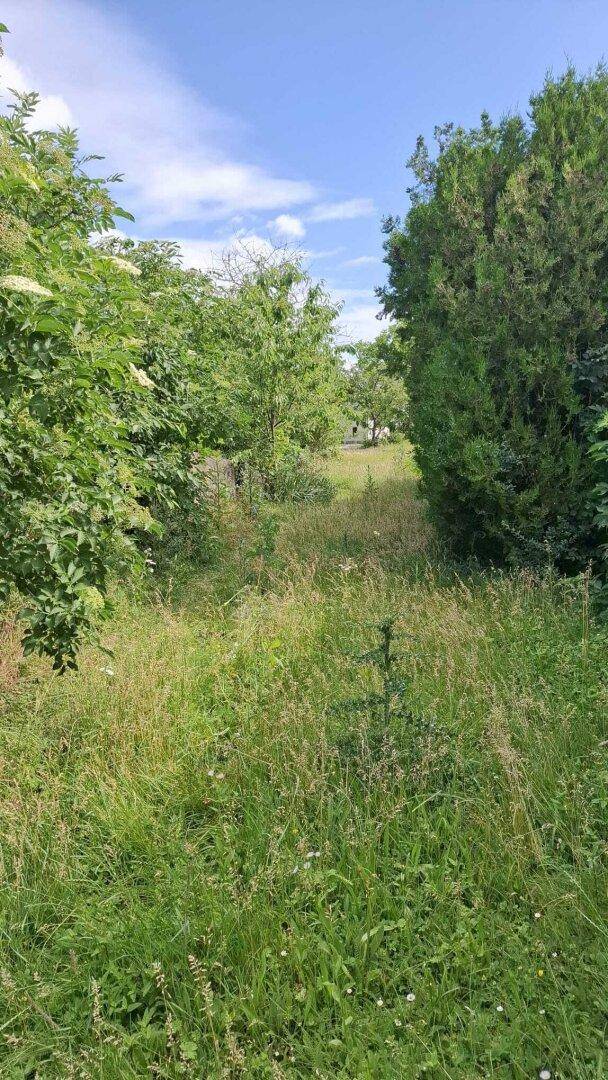 Dicht bewachsenes Gartengrundstück mit hohem Gras und umgebenden Bäumen unter hellem Himmel.