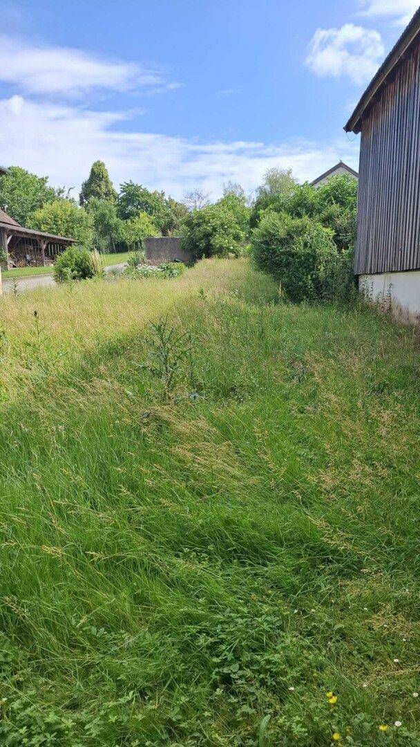 Weitläufiges, überwachsenes Gartengrundstück zwischen zwei Gebäuden mit viel Grün und Baumbestand.